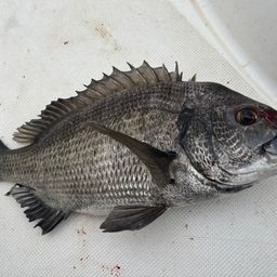 クロダイ