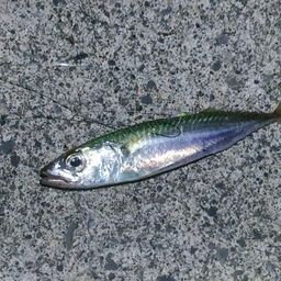 マサバ