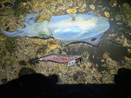 アオリイカの釣果