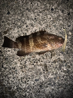 オオモンハタの釣果