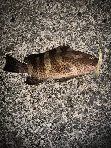 駿河湾