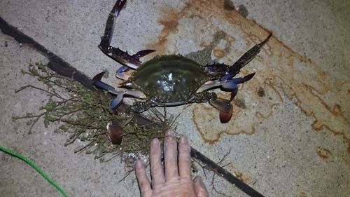 ワタリガニの釣果
