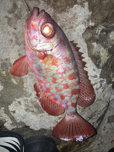 ゴマヒレキントキの釣果