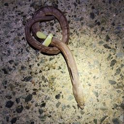 ホタテウミヘビ