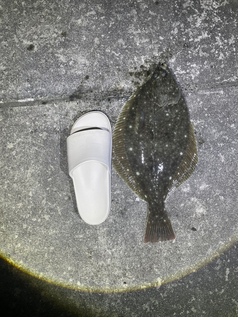 カレイ