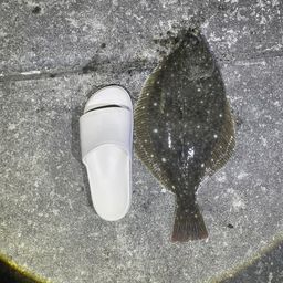カレイ