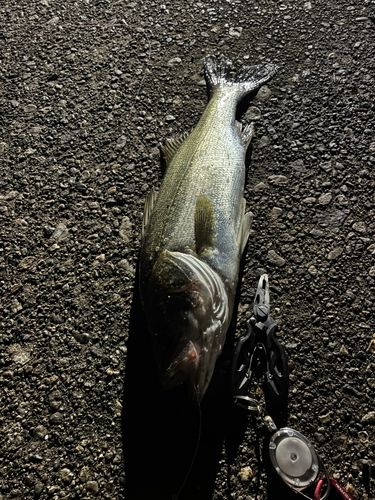 シーバスの釣果