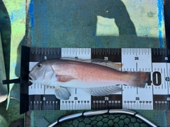 シロアマダイの釣果