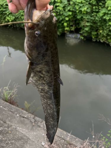 ナマズの釣果