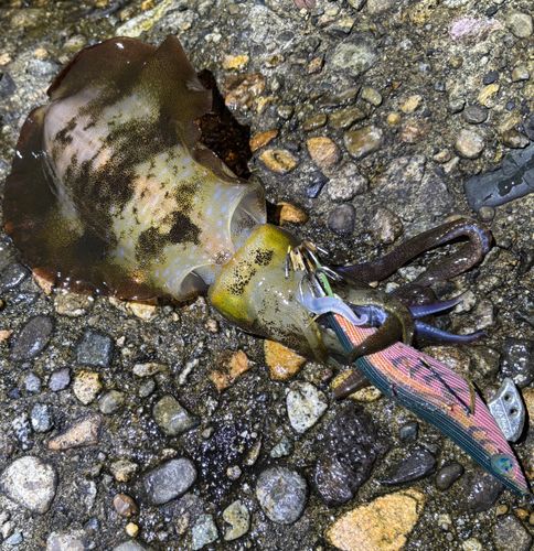 アオリイカの釣果