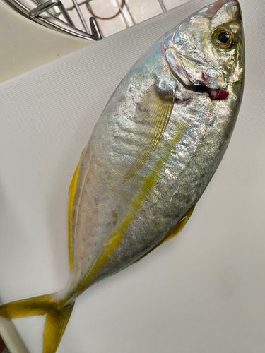 シマアジの釣果