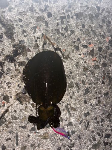 佐野新島