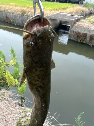 ナマズの釣果