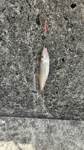 キスの釣果