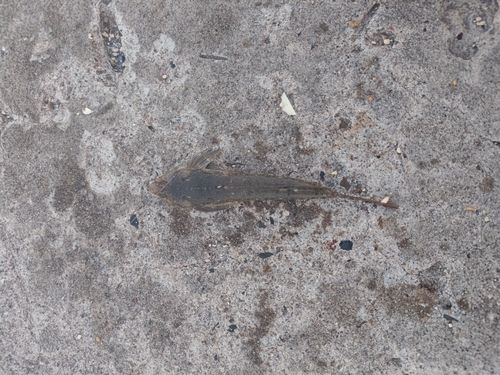 メゴチの釣果