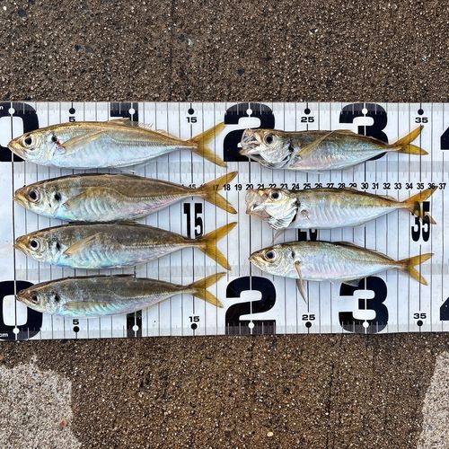 アジの釣果