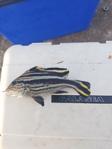 コロダイの釣果