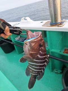 マハタの釣果