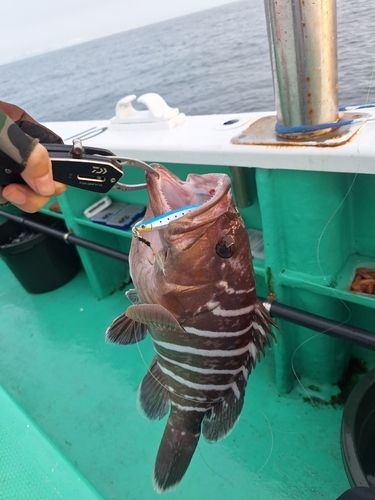 マハタの釣果