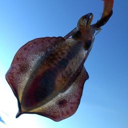 アオリイカ