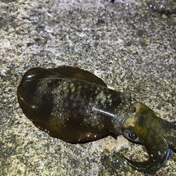 アオリイカ