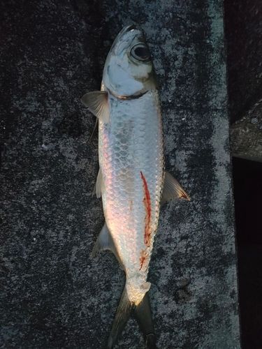 ターポンの釣果