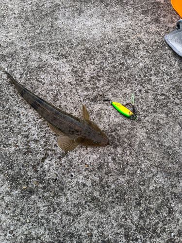 コチの釣果
