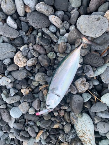 ヒラソウダの釣果