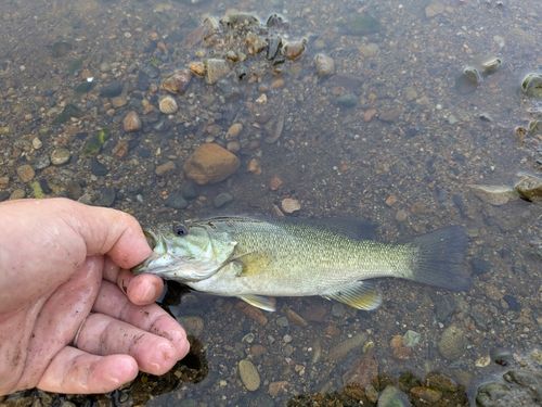 スモールマウスバスの釣果