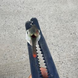 サヨリ
