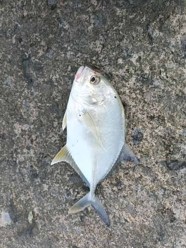 メッキの釣果