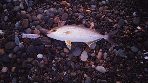 ショゴの釣果