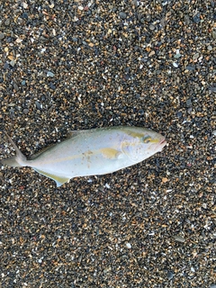 ショゴの釣果