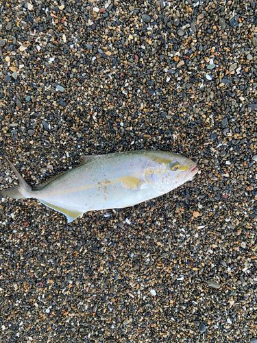 ショゴの釣果