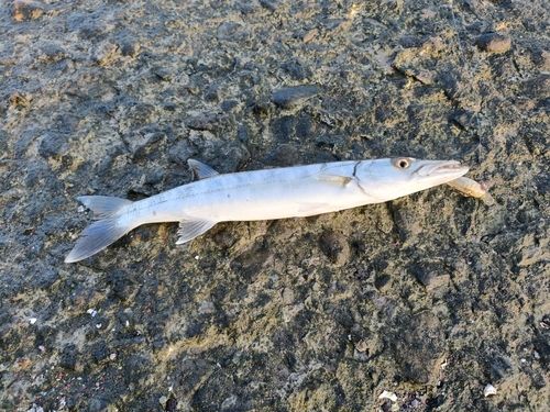 オニカマスの釣果