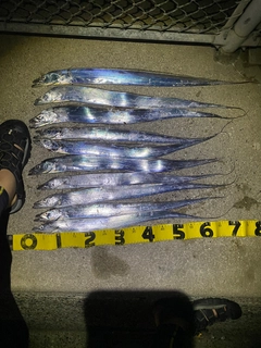 タチウオの釣果