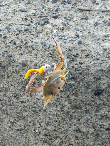 カニの釣果