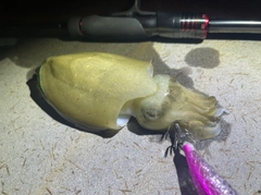 コウイカの釣果