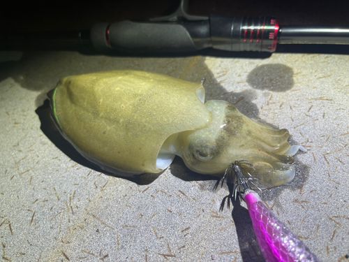 コウイカの釣果