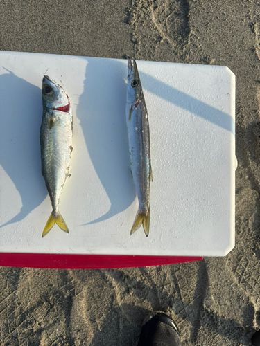 カマスの釣果