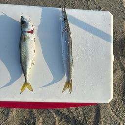 カマス