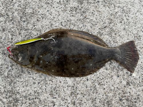 ヒラメの釣果