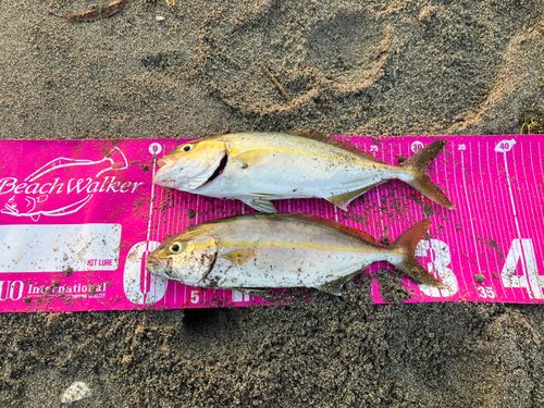 ショゴの釣果