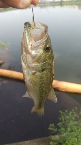 ラージマウスバスの釣果