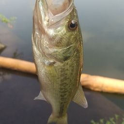 ラージマウスバス