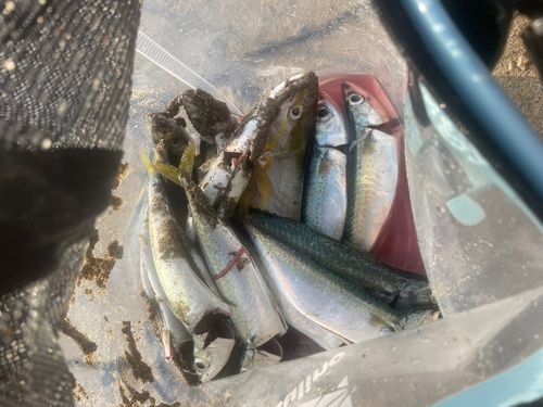 釣果