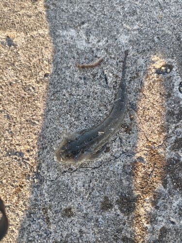 メゴチの釣果