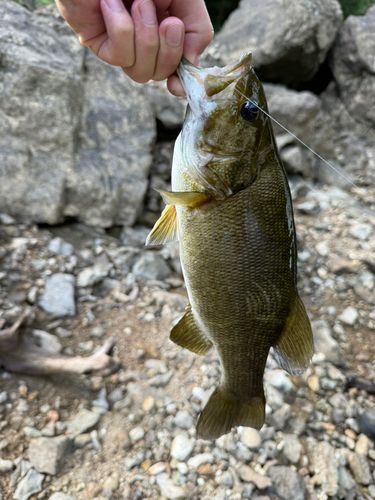 スモールマウスバスの釣果