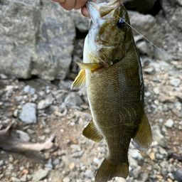 スモールマウスバス