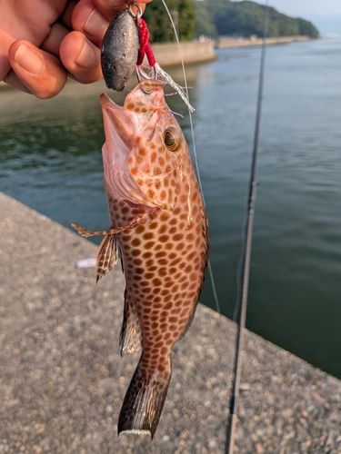 オオモンハタの釣果
